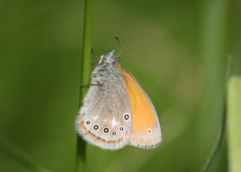 Rotbraunes Wiesenvögelchen (Coenonympha glycerion) - © Emanuel Trummer